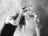 korn_11 korn_11