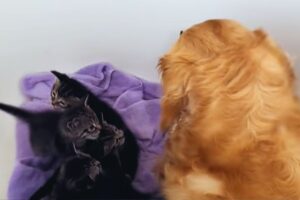 Cane coccola i gattini