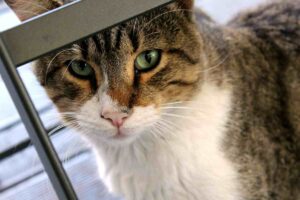 un gatto dietro a una pensilina