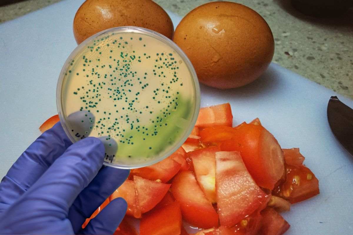 Cibi contaminati da batteri