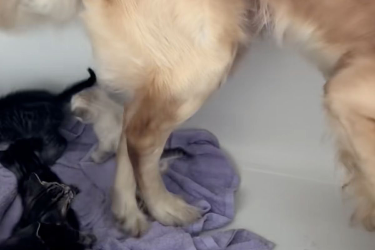 Il cane accudisce i mici nella vasca