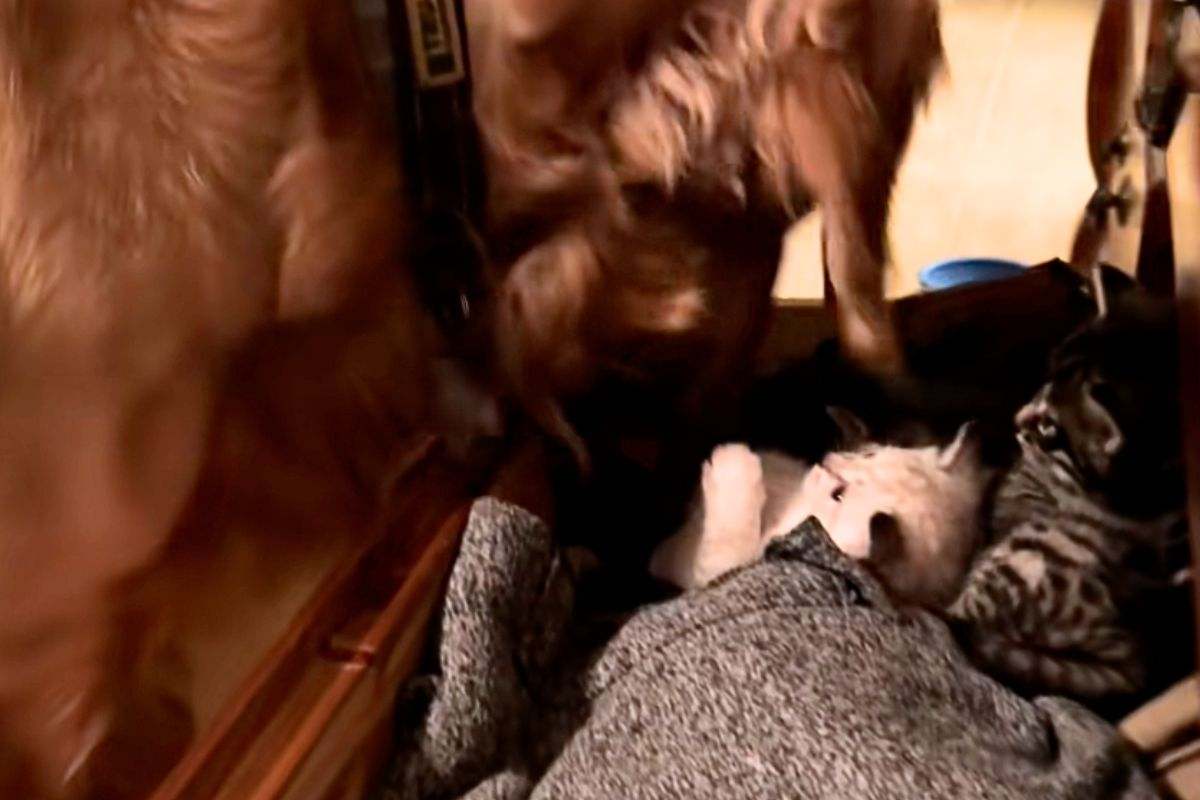 Il cane fa da padre ai gattini