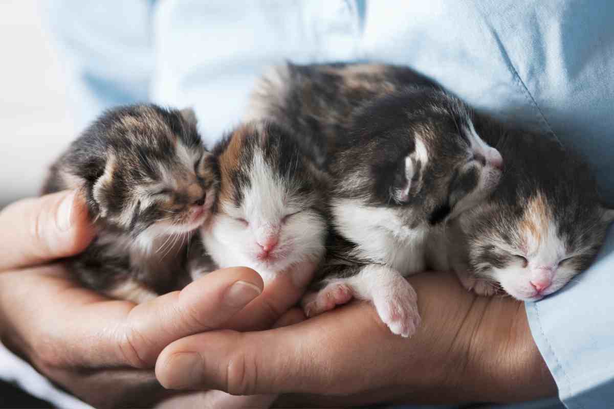 gattini tra le braccia di una persona