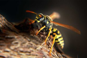 Un calabrone visto da vicino