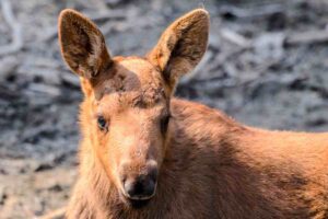 Un cucciolo di alce