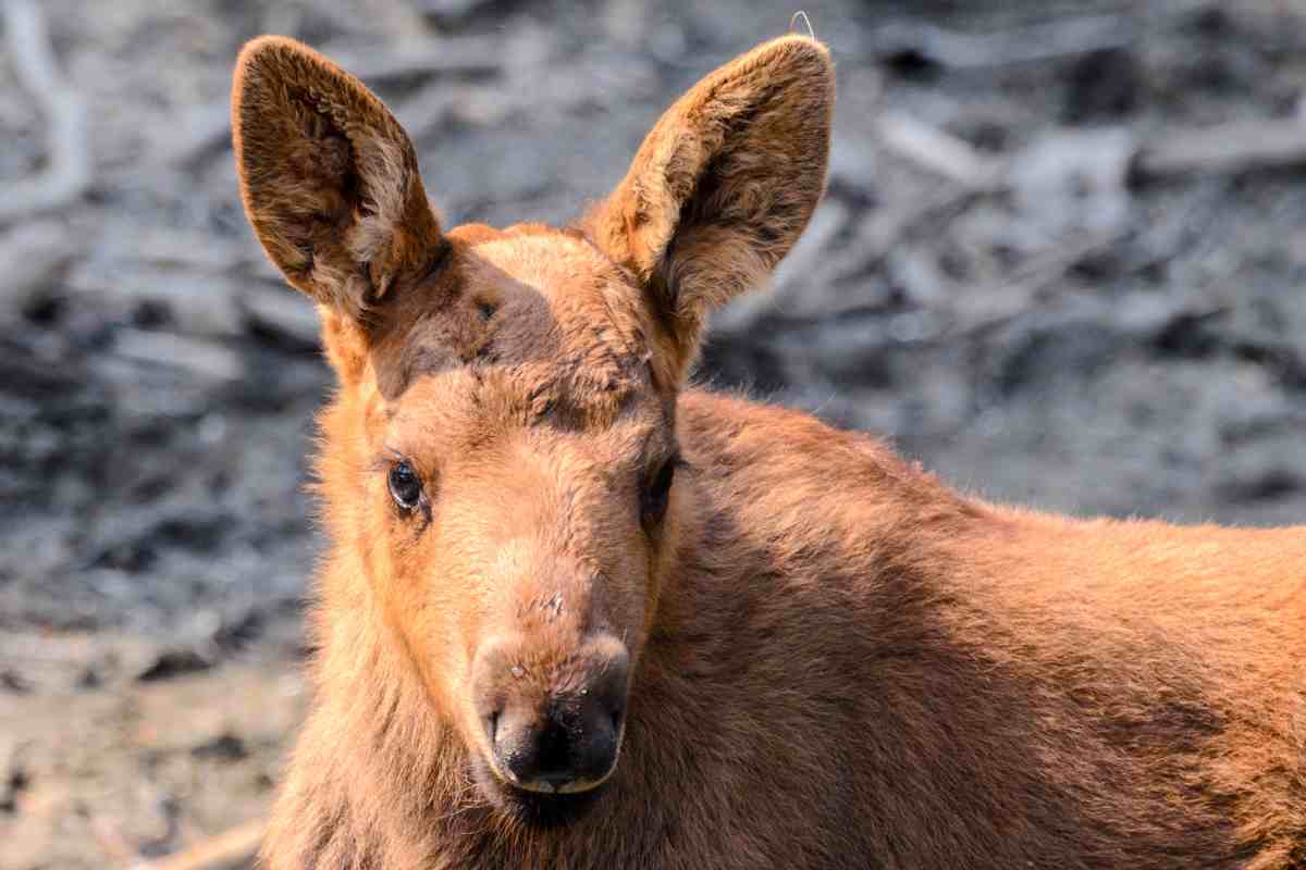 Un cucciolo di alce