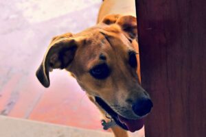 cane entra in casa