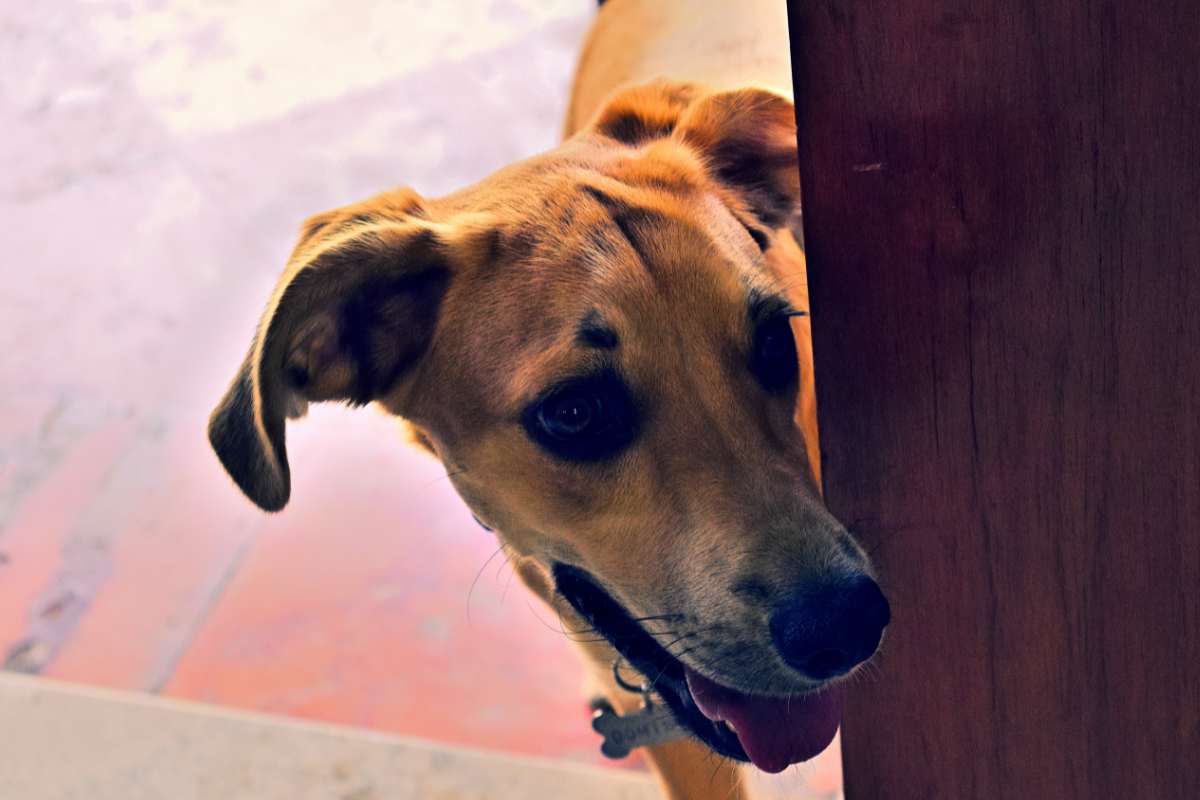 cane entra in casa