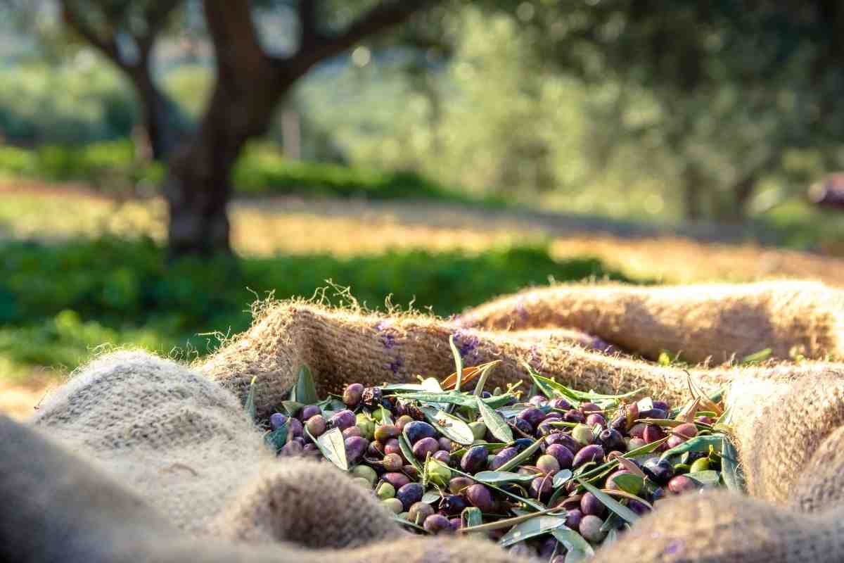 olio normale o olio extravergine di oliva differenze