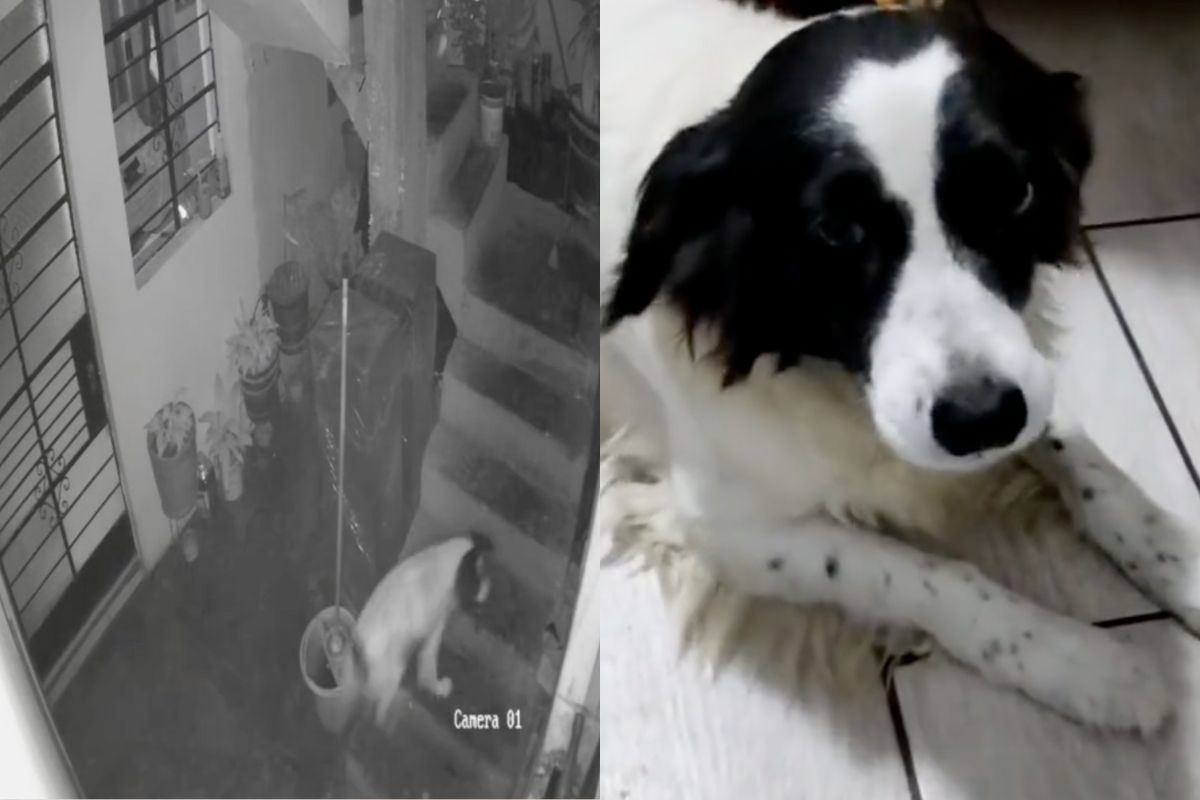 Il cane eroe Machis