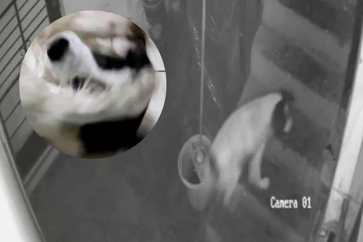 Il cane si accorge della dinamite