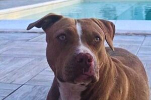 La Pitbull smarrita
